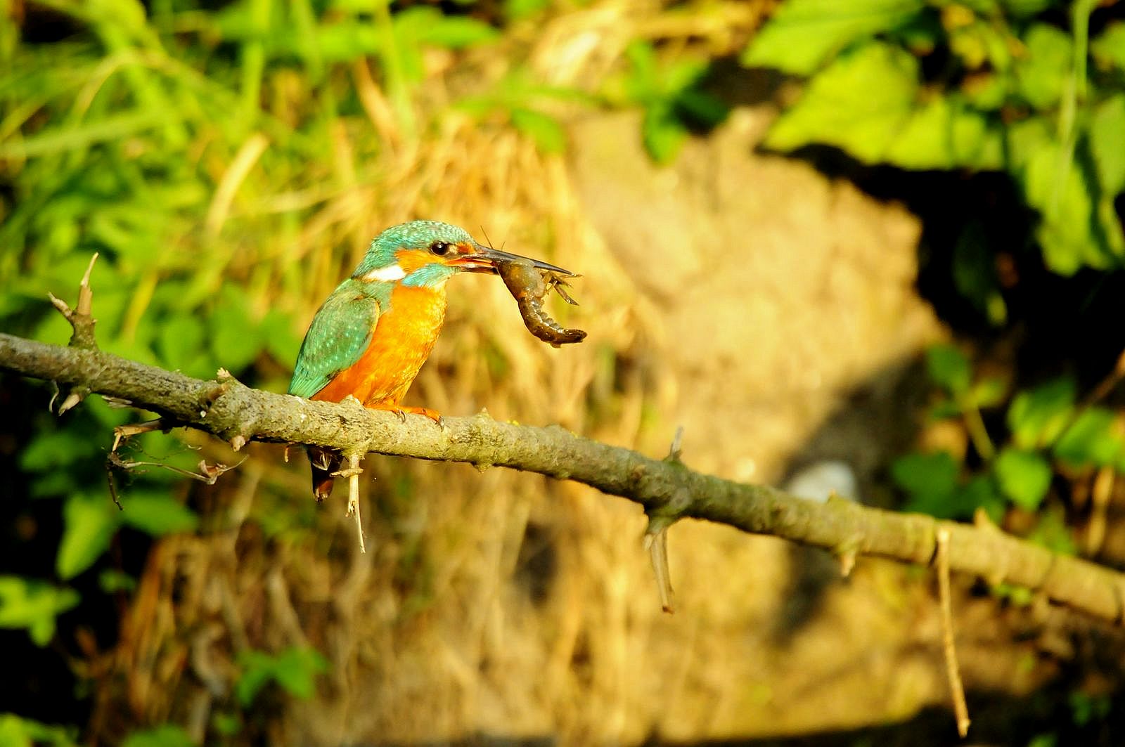 Martin pescatore (Alcedo atthis) ♂  anche con preda